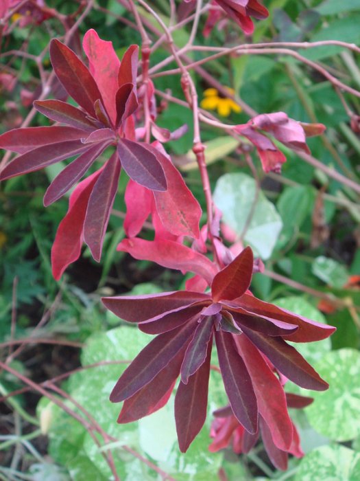 Euphorbia dulcis 'Chameleon' feuille